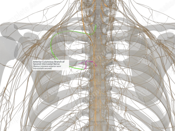 Anterior Cutaneous Branch of Second Intercostal Nerve (Right)