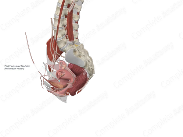 Peritoneum of Bladder