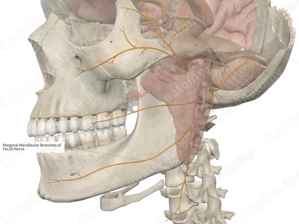 Marginal Mandibular Branch of Facial Nerve