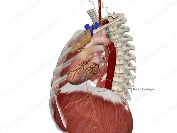 Longitudinal Muscular Layer of Esophagus (Thoracic Part; Anterior)