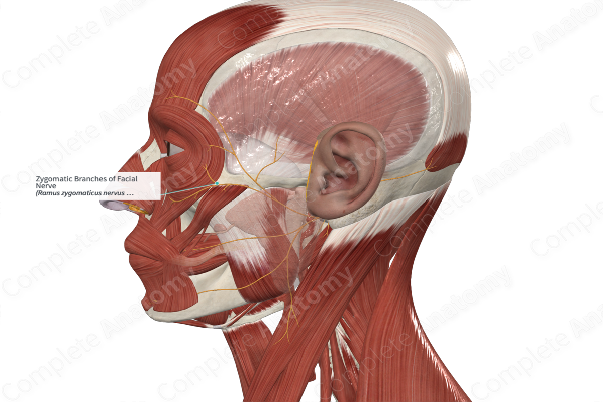 Zygomatic Branches of Facial Nerve 