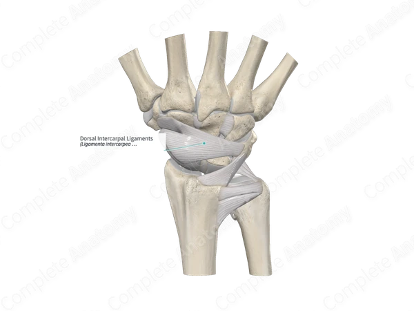 Dorsal Intercarpal Ligaments