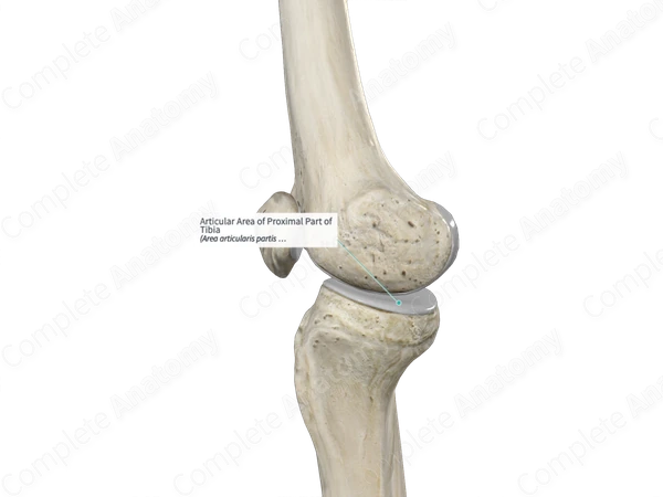 Articular Area of Proximal Part of Tibia