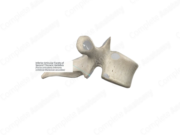 Inferior Articular Facets of Second Thoracic Vertebra