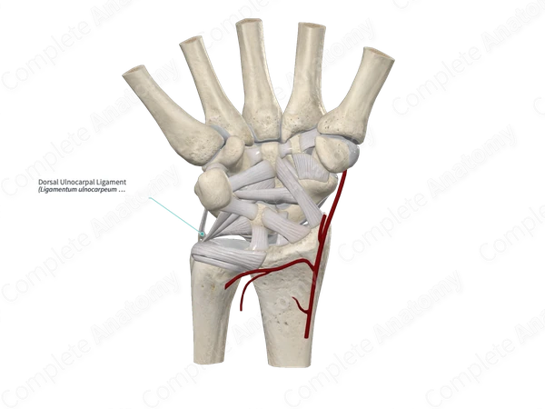 Dorsal Ulnocarpal Ligament