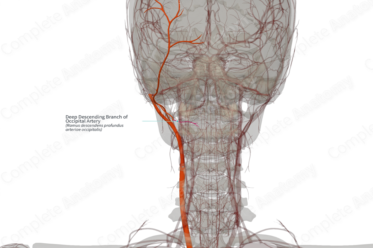 Deep Descending Branch of Occipital Artery (Right)