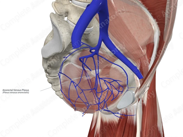 Anorectal Venous Plexus 