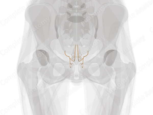 Coccygeal Nerves