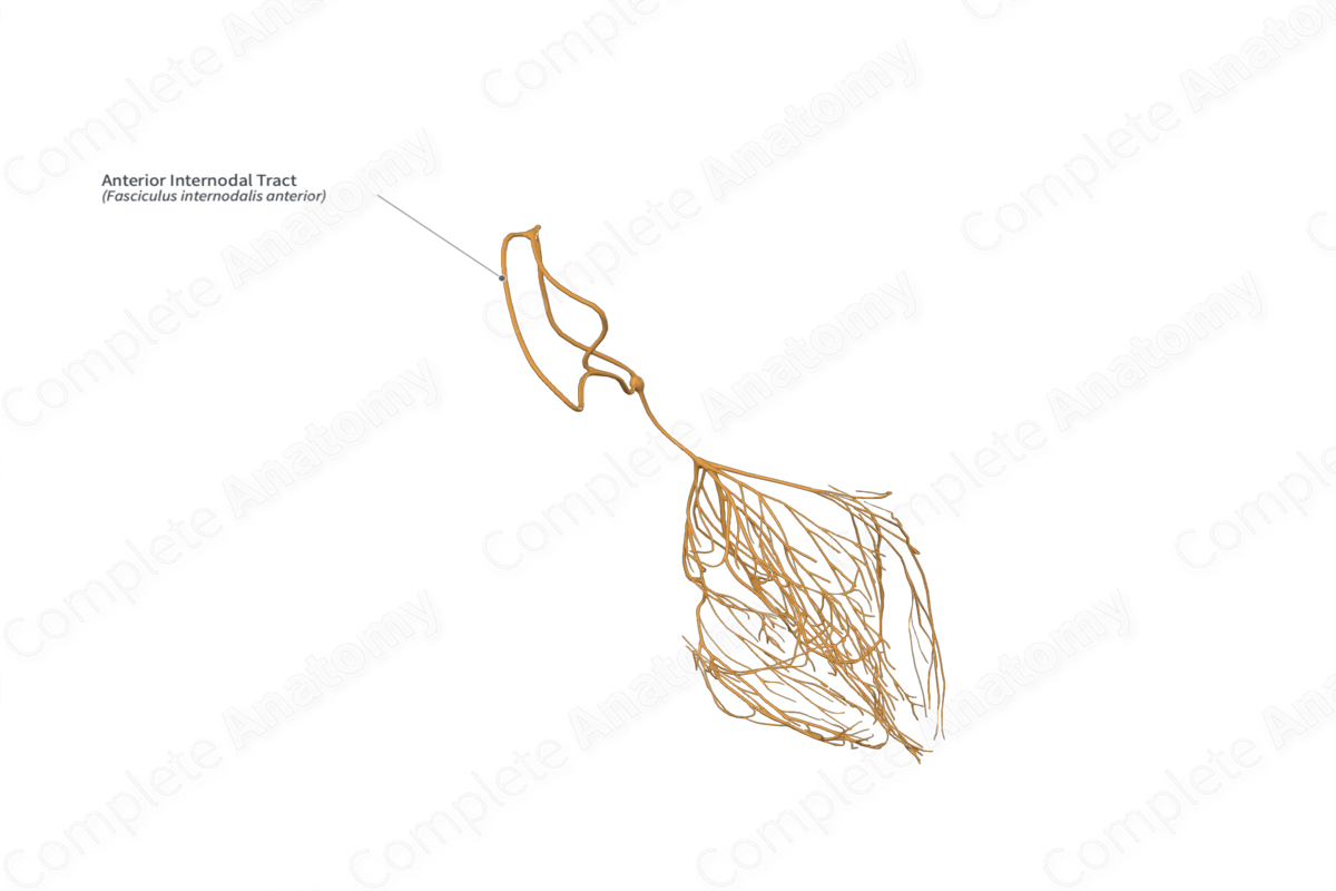 Anterior Internodal Tract