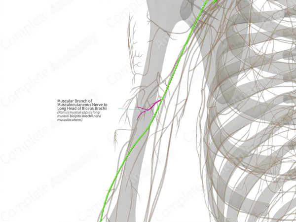 Muscular Branch of Musculocutaneous Nerve to Long Head of Biceps Brachii (Left)