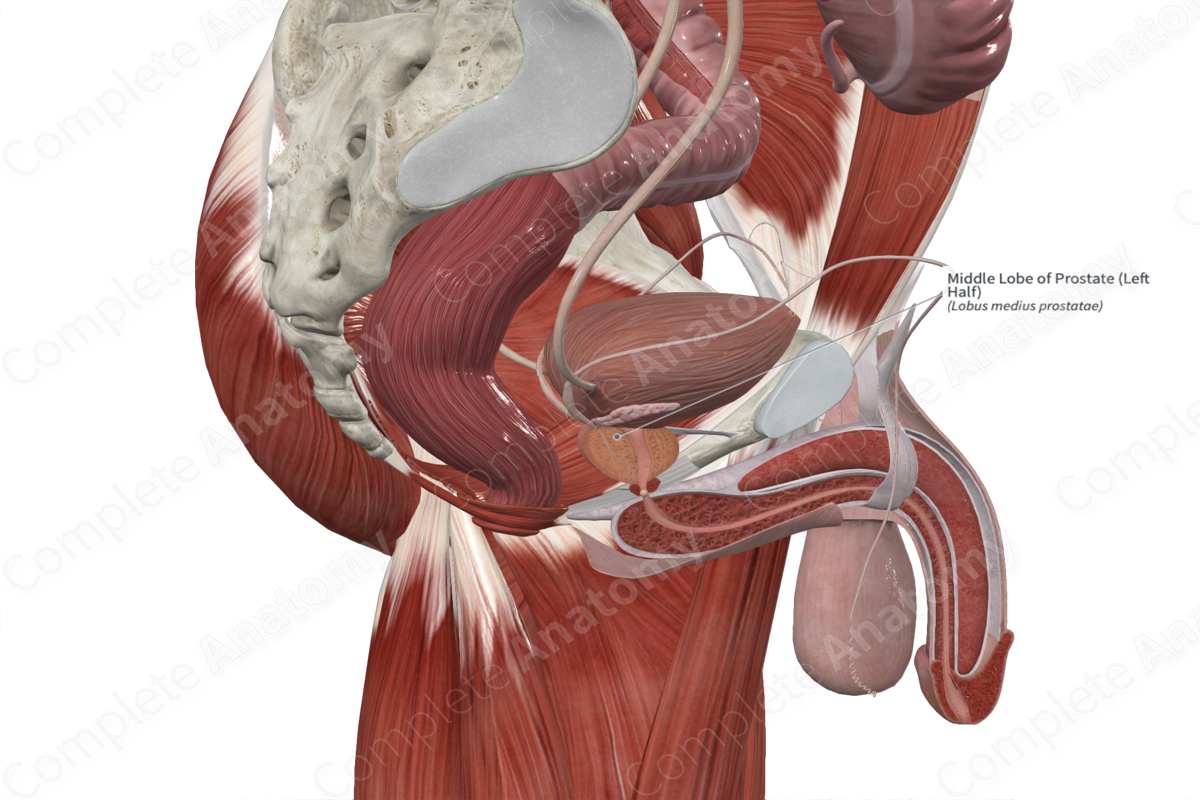 Middle Lobe of Prostate (Left Half)