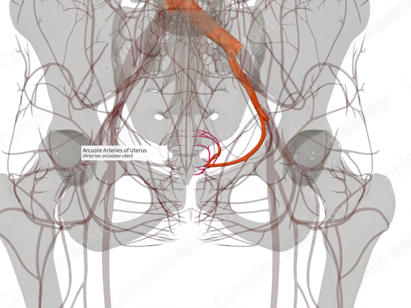 Arcuate Arteries of Uterus (Left)