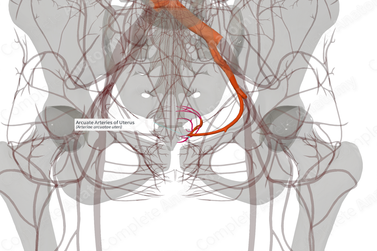Arcuate Arteries of Uterus (Left)