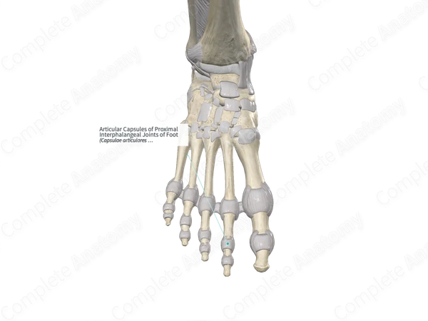 Articular Capsules of Proximal Interphalangeal Joints of Foot