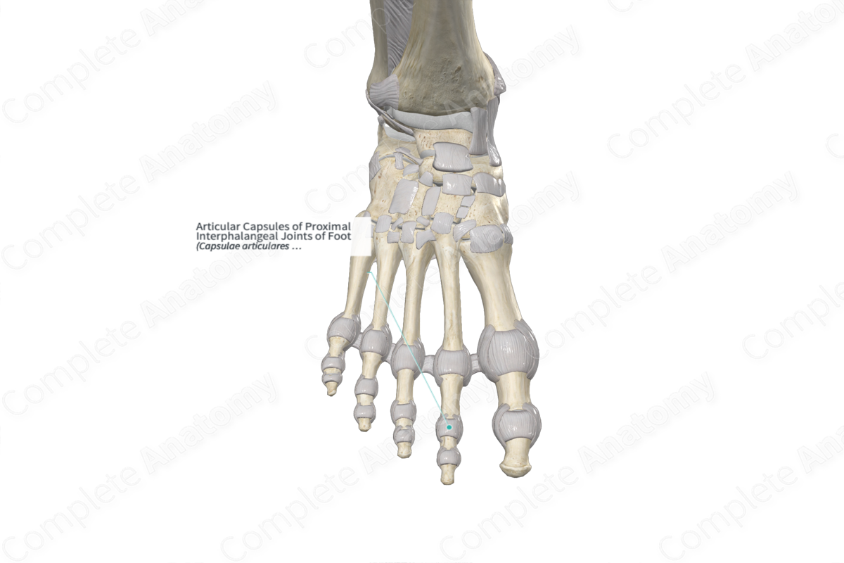 Articular Capsules of Proximal Interphalangeal Joints of Foot 