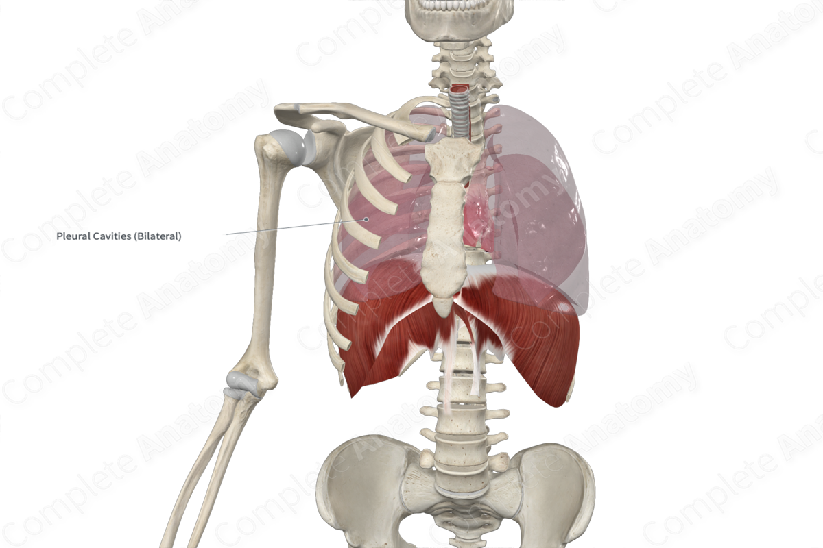 Superior Lobe of Right Lung