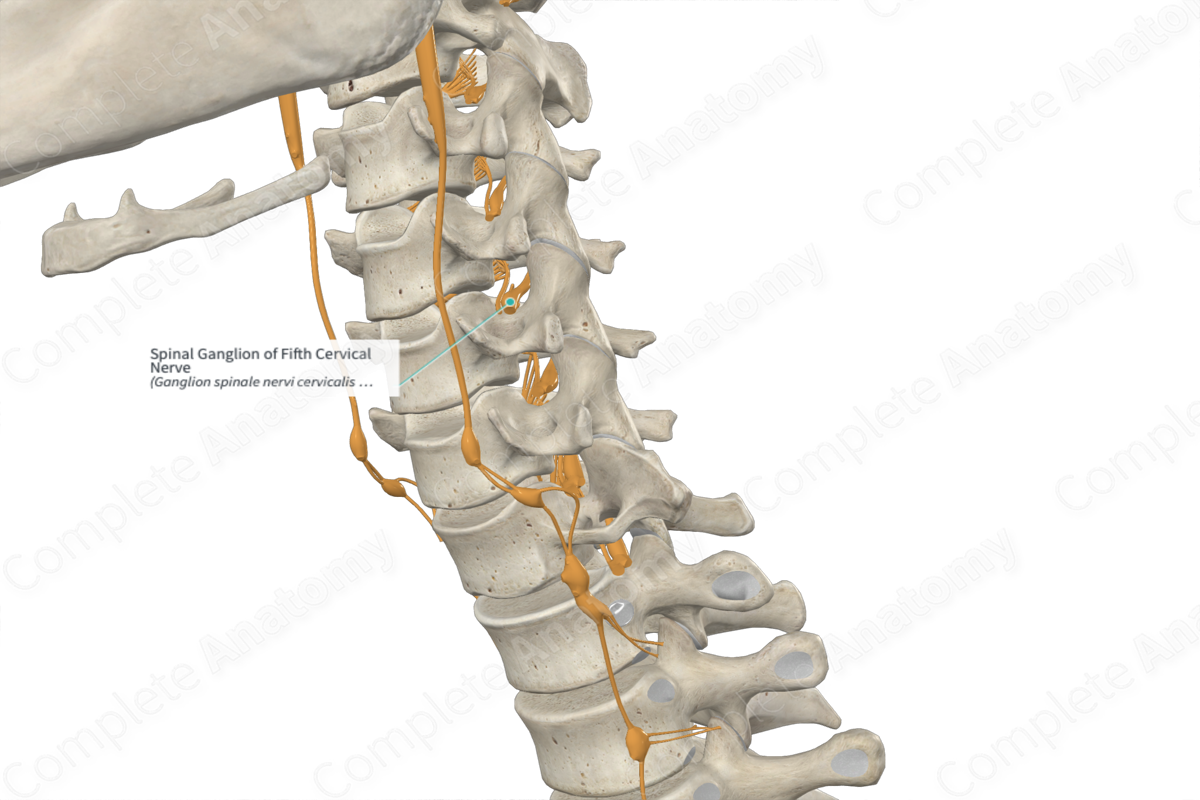 Spinal Ganglion of Fifth Cervical Nerve 