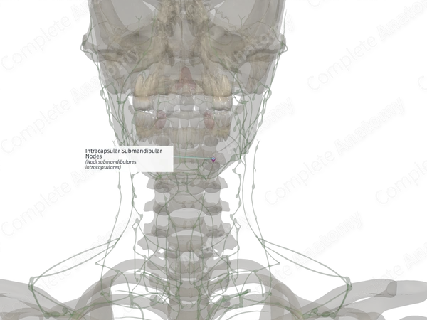 Intracapsular Submandibular Nodes (Right)