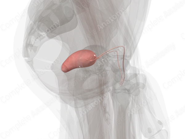 Uterus