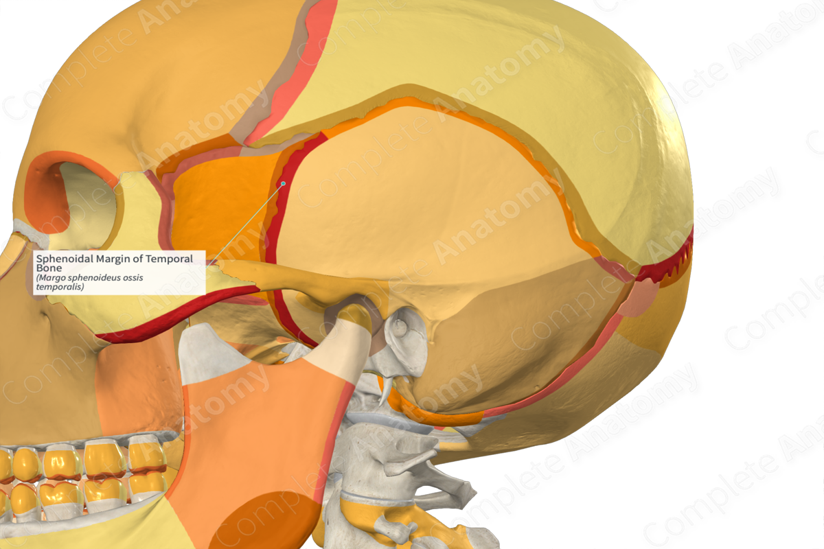 Sphenoidal Margin of Temporal Bone