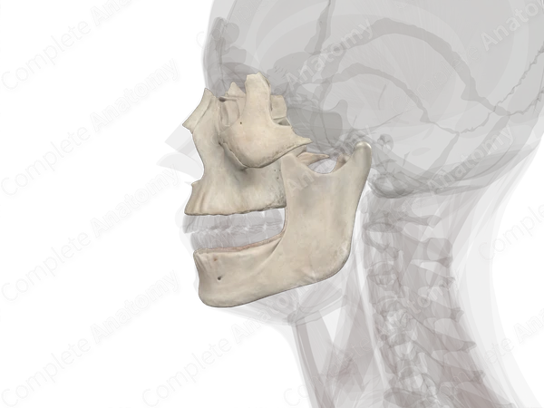 Bones of Viscerocranium