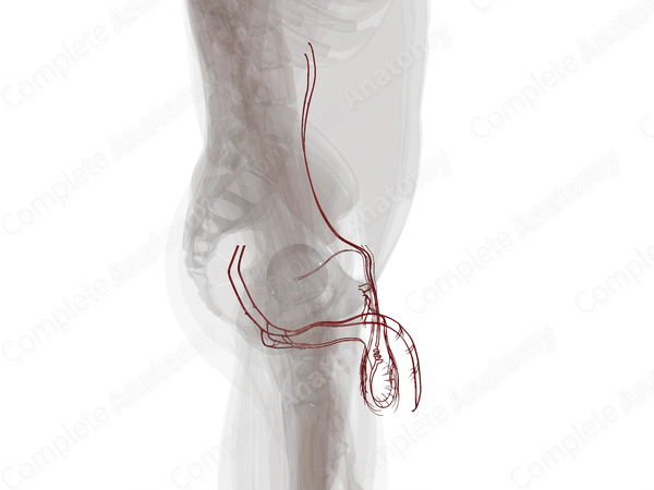 Arteries of Male Genital System