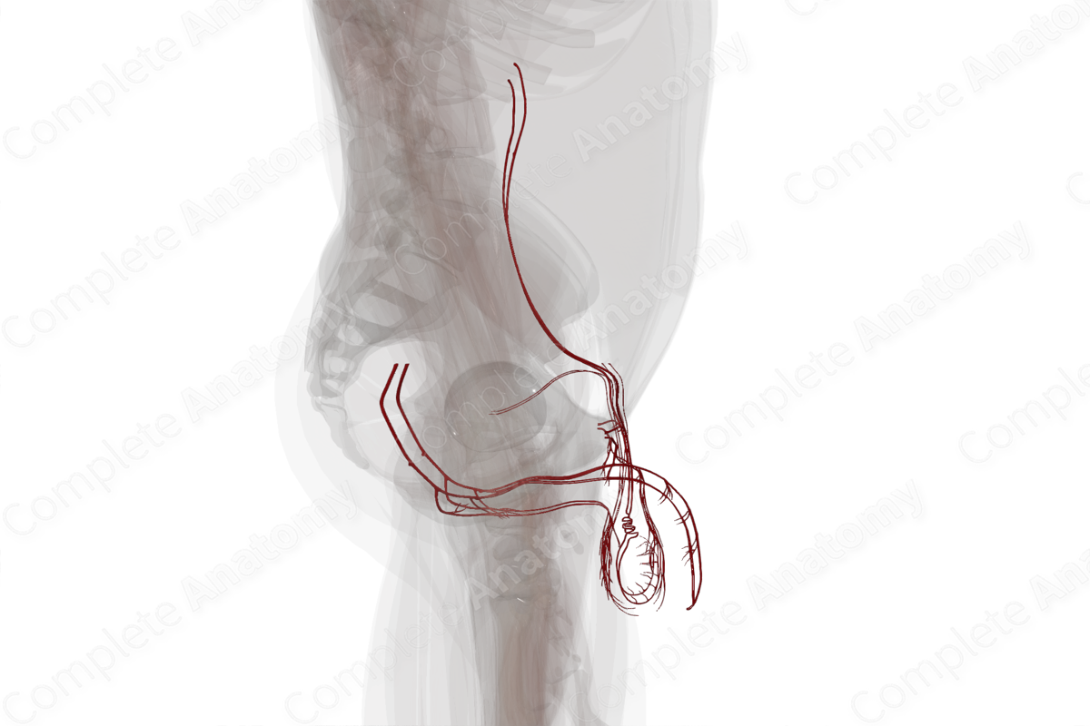 Arteries of Male Genital System
