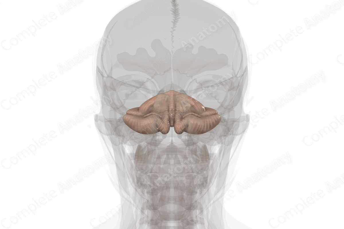 Cerebellum | Complete Anatomy