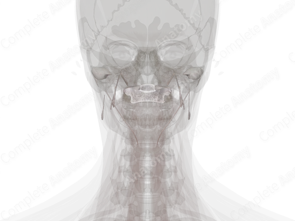Joints of Skull