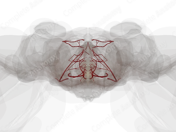 Arteries of Female Genital System