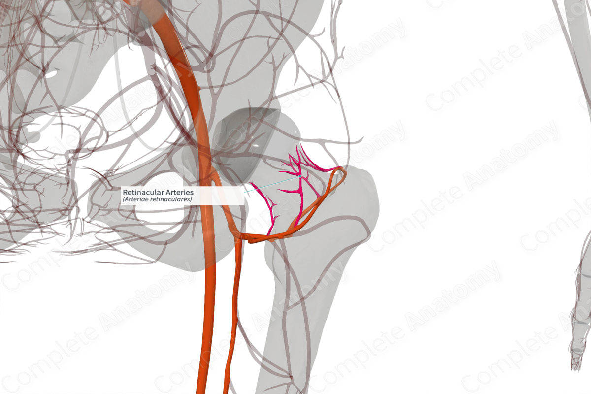 Retinacular Arteries (Right)
