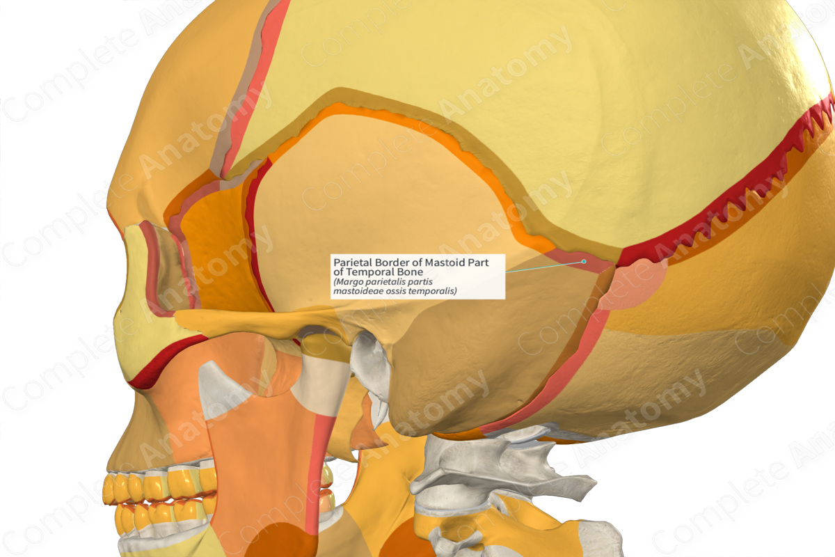 Parietal Border of Mastoid Part of Temporal Bone