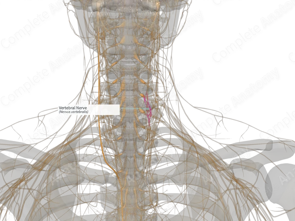 Vertebral Nerve (Right)