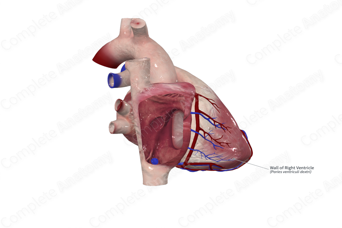 Wall of Right Ventricle