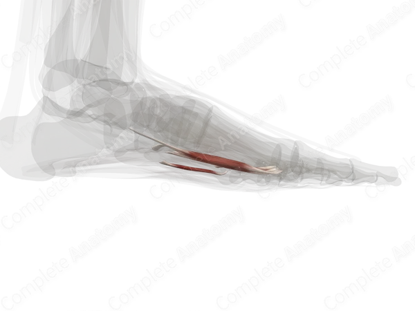 Third Layer of Muscles of Plantar Part of Foot (Left)