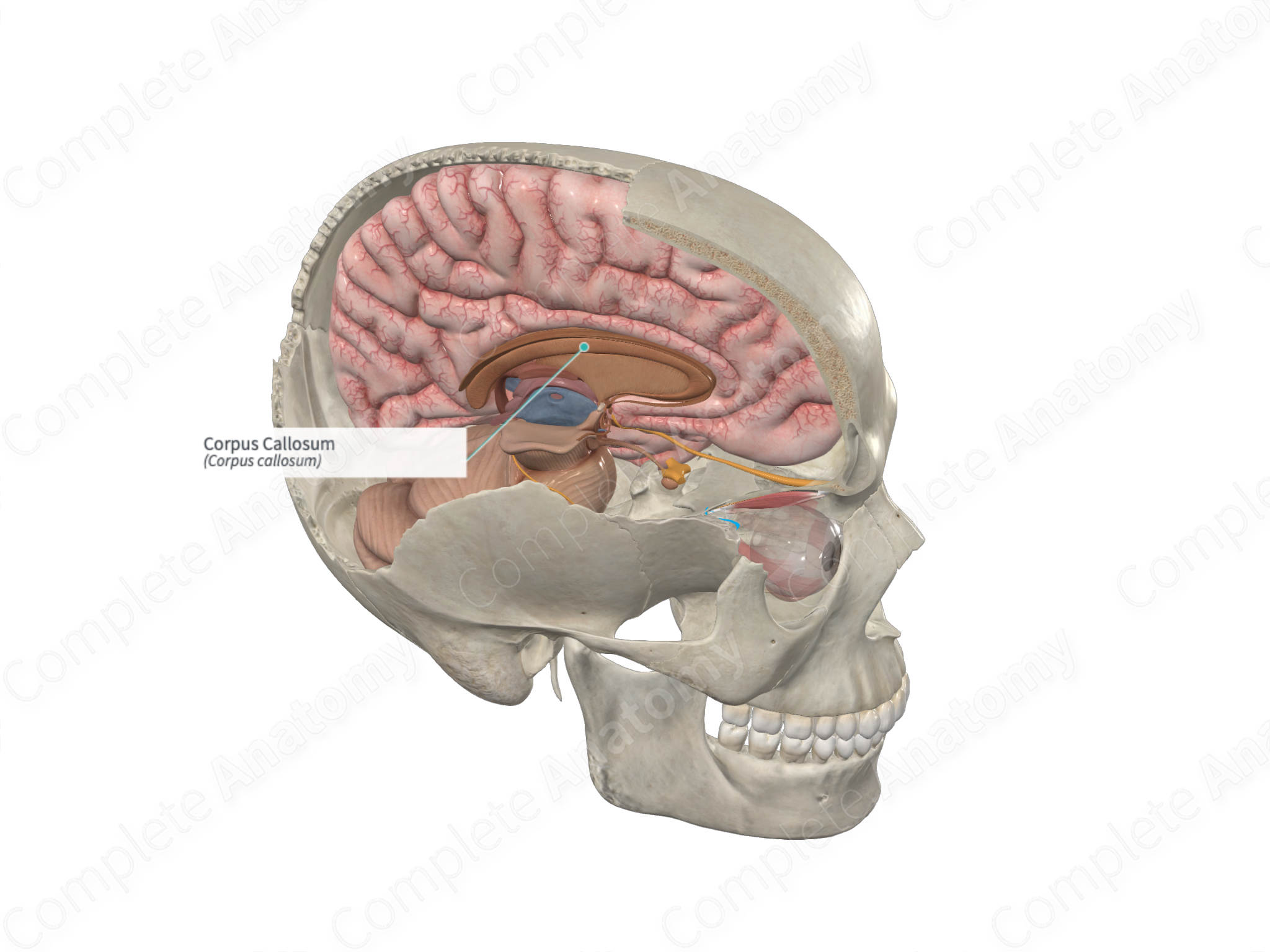 Corpus Callosum Funktion