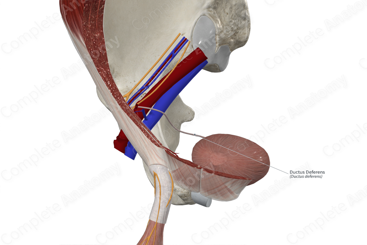 Ductus Deferens