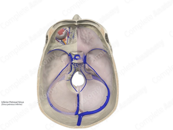 Inferior Petrosal Sinus 