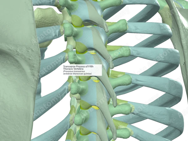 Transverse Process of Fifth Thoracic Vertebra (Left)
