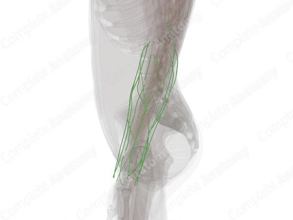 Lymph Vessels of Forearm (Left)