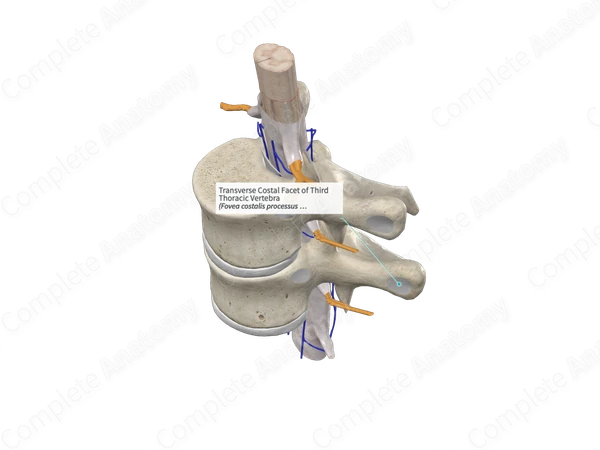 Transverse Costal Facet of Third Thoracic Vertebra
