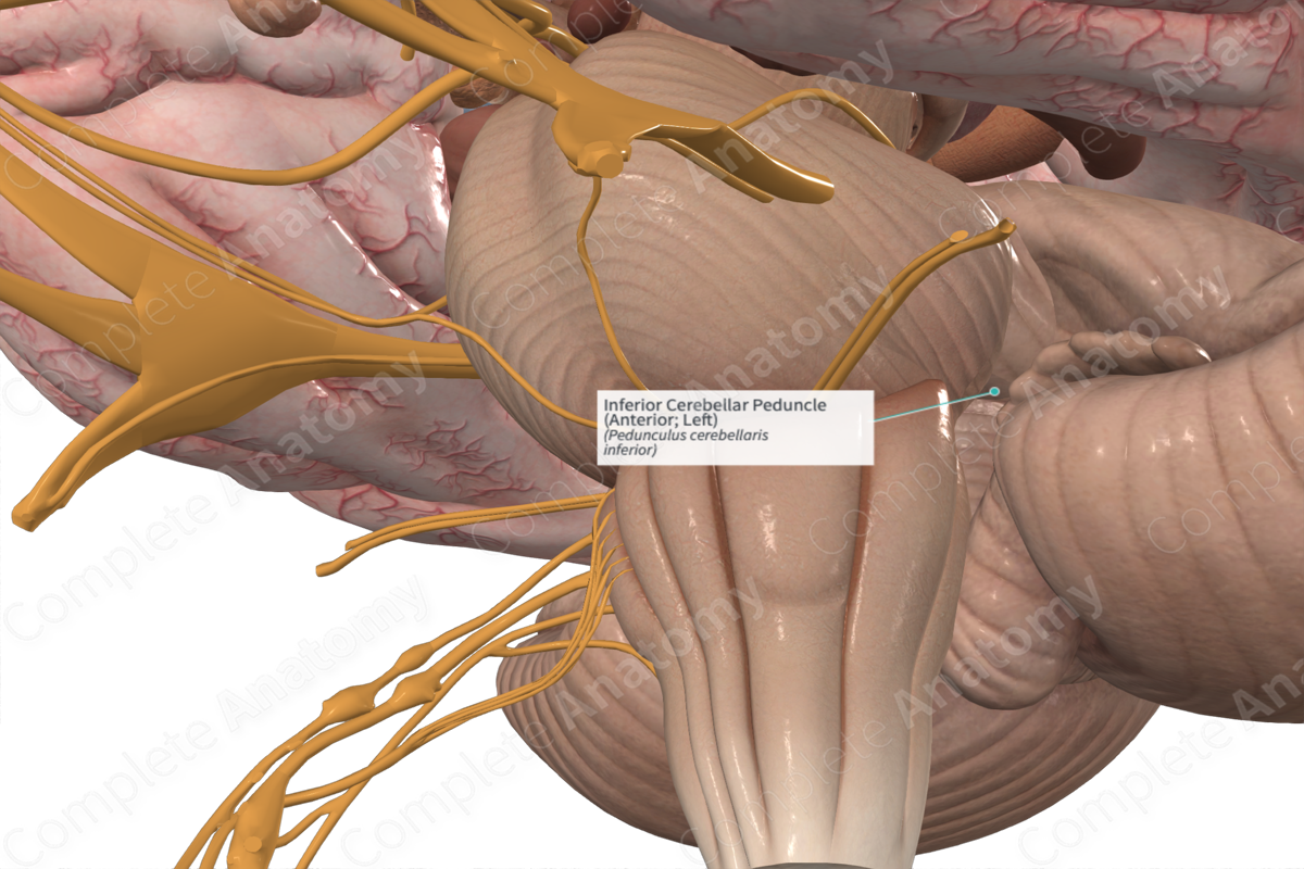 Inferior Cerebellar Peduncle (Anterior; Left)