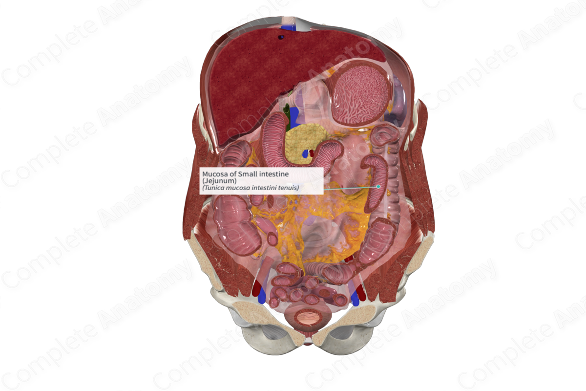 Mucosa of Small intestine (Jejunum)