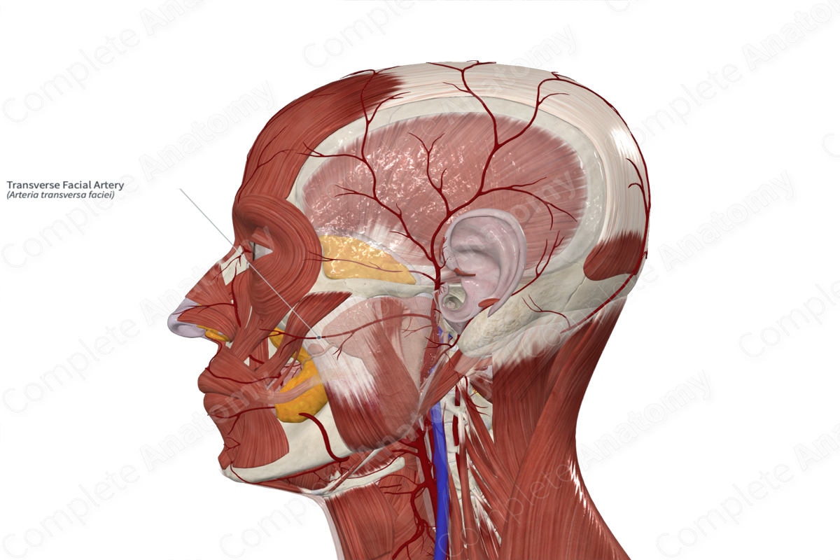 Transverse Facial Artery 