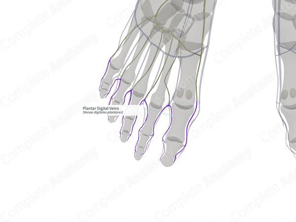 Plantar Digital Veins (Right)