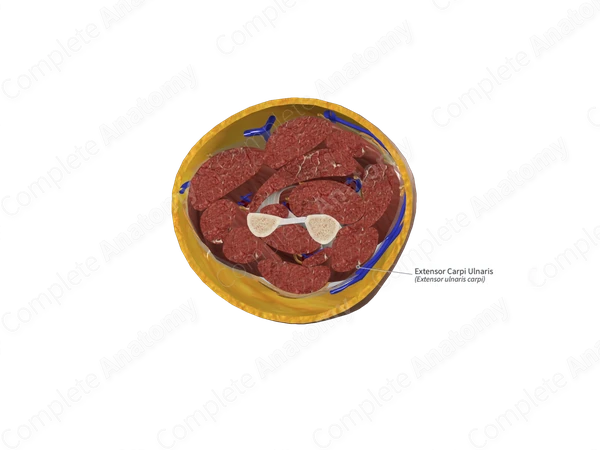 Extensor Carpi Ulnaris 