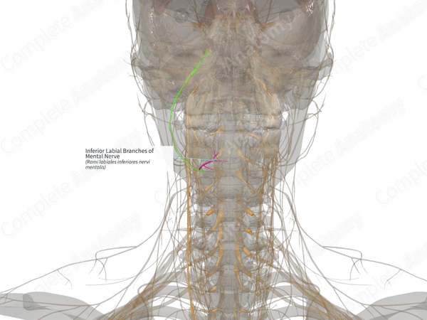 Inferior Labial Branches of Mental Nerve (Right)