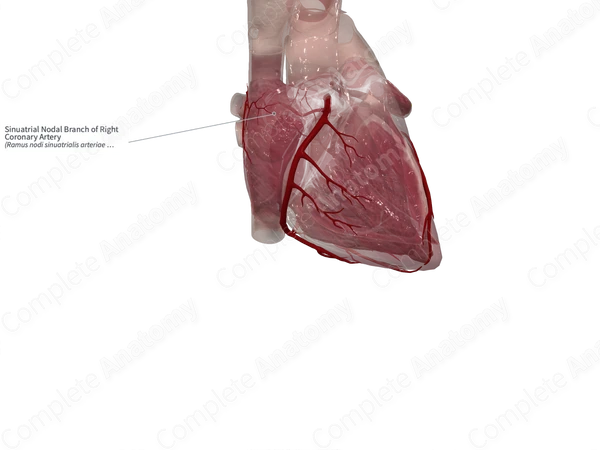 Sinuatrial Nodal Branch of Right Coronary Artery