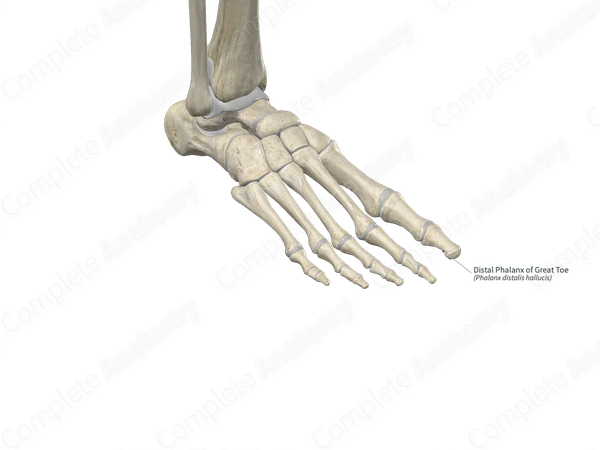 Distal Phalanx of Great Toe
