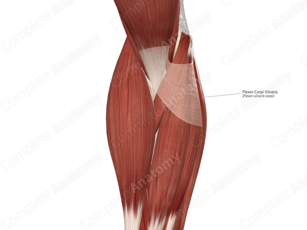 Flexor Carpi Ulnaris